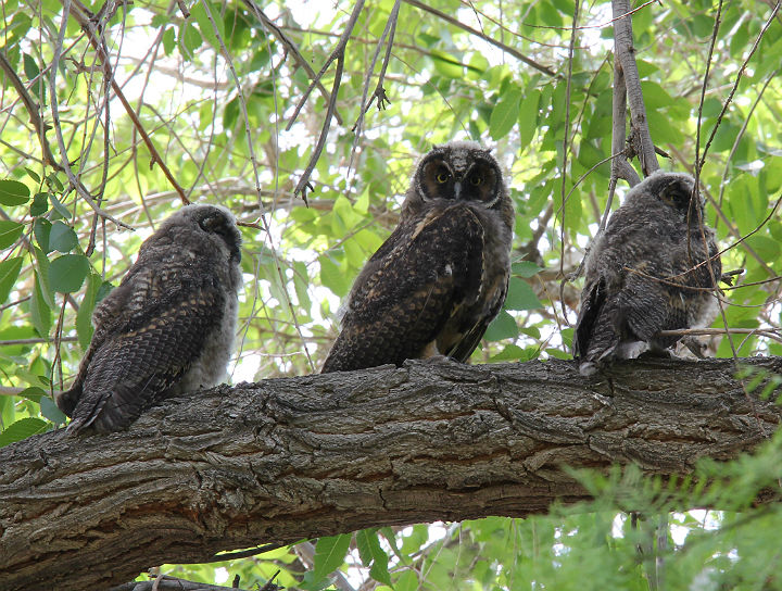 Long-eared Owls